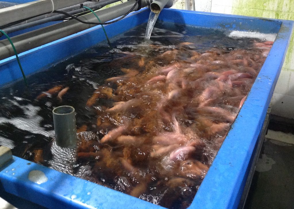 養魚用グラスファイバー水族館タンク